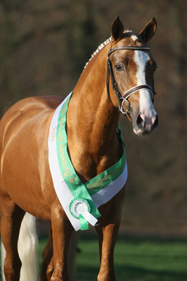 Can Dance von FS Cocky Dundee| Deutscher Reitpony Hengst | Hubert Hemmelgarn