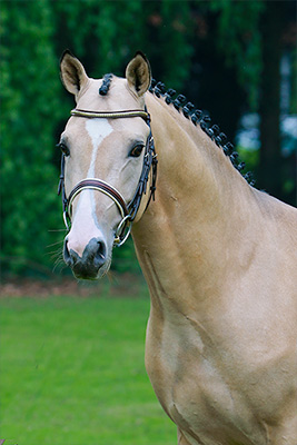 Dance for Me von FS Don´t Worry| Deutscher Reitpony Hengst | Hubert Hemmelgarn