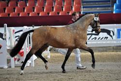 Can Dance Sohn aus einer Kaiserwalzer x Brillant Mutter